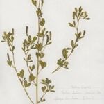 Melilotus elegans Tabia