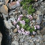 Petrocallis pyrenaica Flower