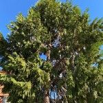 Juniperus flaccida Лист