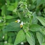 Solanum chenopodioides ᱮᱴᱟᱜ