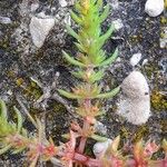 Crassula alata Hoja