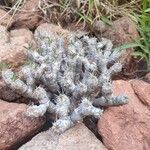 Pachypodium densiflorum Habit