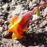Hoffmannseggia minor Flower