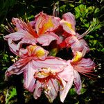 Rhododendron occidentaleFlower