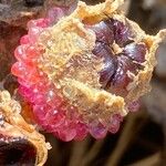 Mesembryanthemum crystallinum Fruit