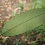 Aspidosperma album Leaf