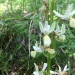 Orchis provincialis Bloem