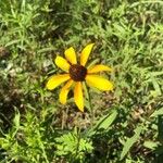 Rudbeckia hirtaBlodyn