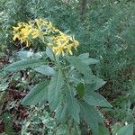 Verbesina alternifolia Floro