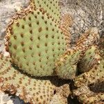 Opuntia rufida Blad