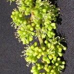 Vitis tiliifolia Ďalší