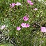 Dianthus sylvestrisFlor