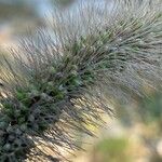 Setaria italica Frucht