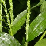 Ichnanthus calvescens Leaf