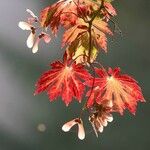 Acer japonicumYaprak