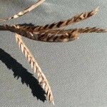 Eustachys paspaloides Fleur