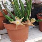 Stapelia divaricata Fiore