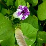 Ipomoea tricolor Lehti