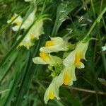 Linaria vulgarisBlomst