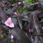 Tradescantia pallidaFlor