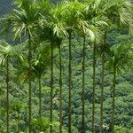 Areca catechu Habit