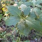 Solanum carolinense Leaf