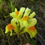 Linaria vulgaris Květ
