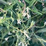 Ceballosia fruticosa Fula