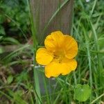 Tropaeolum minus Flor