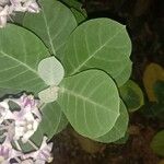 Calotropis gigantea Hoja