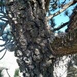 Pinus hartwegii 树皮