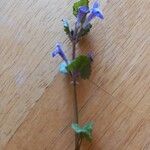 Glechoma hederacea Fleur