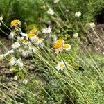 Tanacetum cinerariifolium Hábito