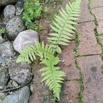 Dryopteris oreades 整株植物