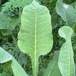 Rumex confertus Leaf