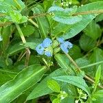 Commelina caroliniana Цветок