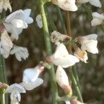 Retama raetam Fleur