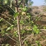 Vangueria madagascariensis چھال