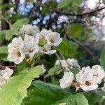 Crataegus holmesiana Blüte