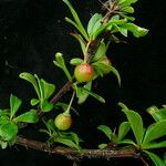 Berberis angulosa Habit