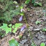 Hosta sieboldii Folla