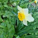 Narcissus jonquilla Kvet