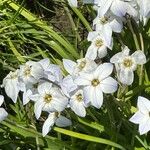 Ipheion uniflorum Flor