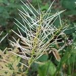 Cardamine impatiens Fruit