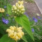 Phlomis russeliana花