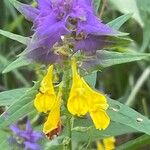 Melampyrum nemorosum Alia