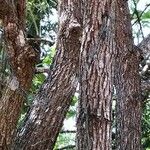 Ehretia acuminata 樹皮