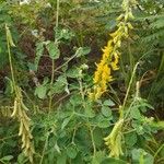 Crotalaria pallida ഇല