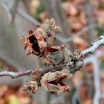 Hamamelis virginiana چھال