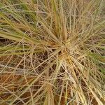 Stipagrostis acutiflora Blad